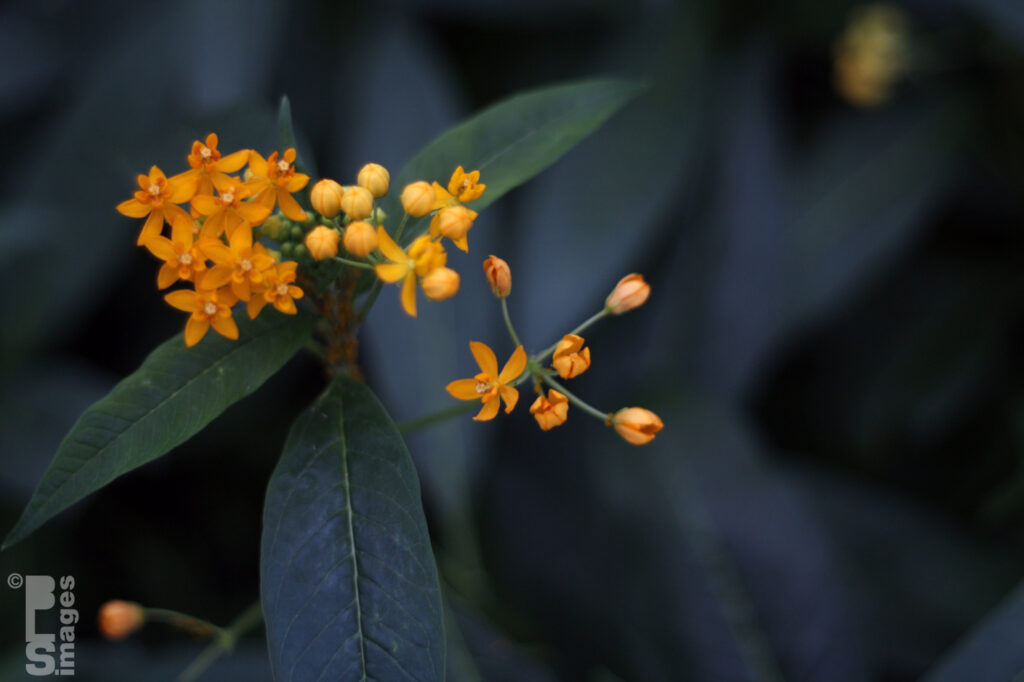 041613MeijerGardensButterflies052LR