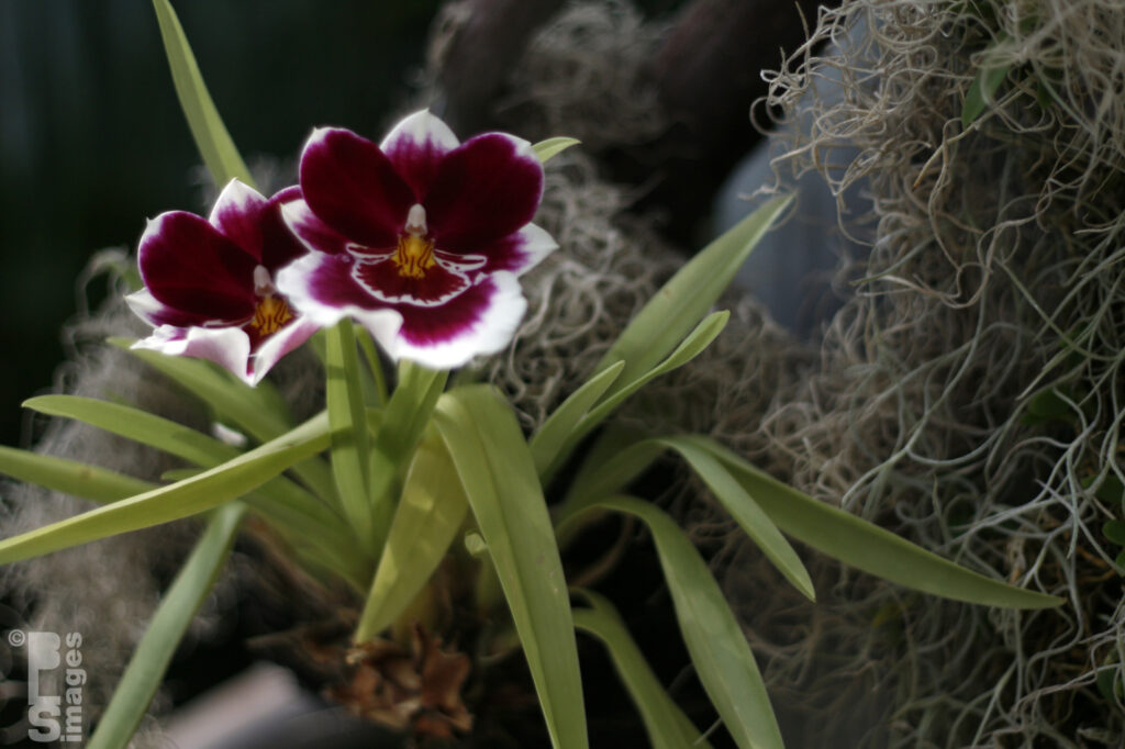 041613MeijerGardensButterflies058LR