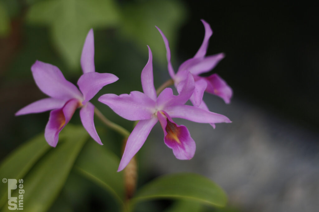 041613MeijerGardensButterflies065LR