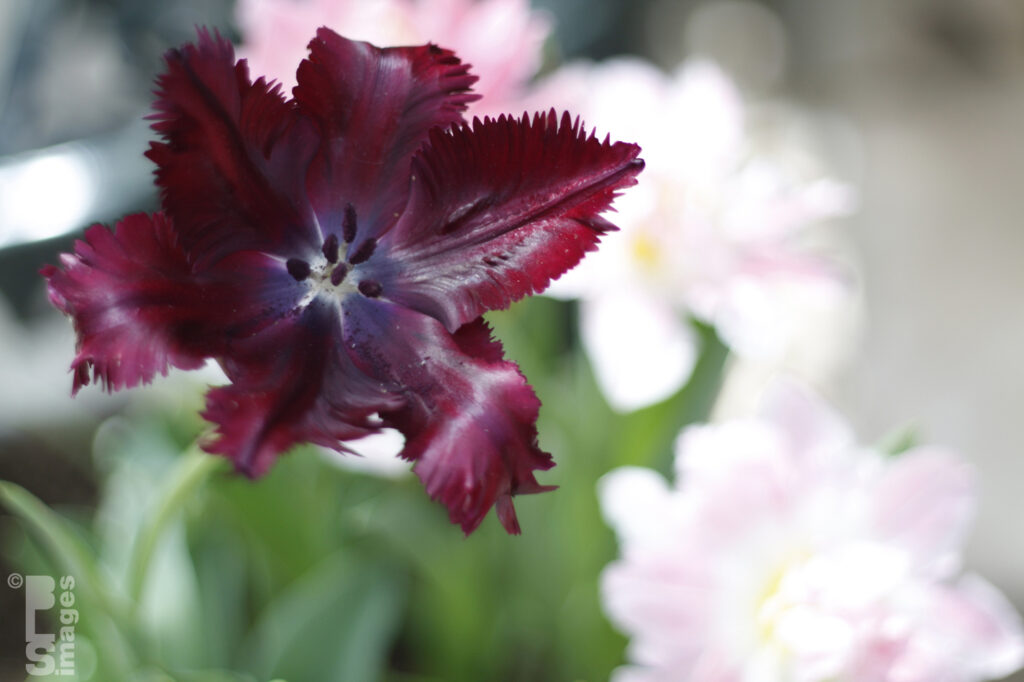 041613MeijerGardensButterflies067LR