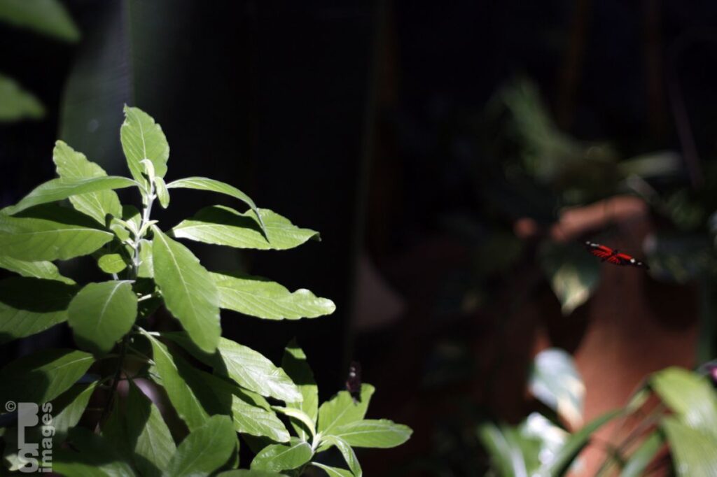 041613MeijerGardensButterflies081LR