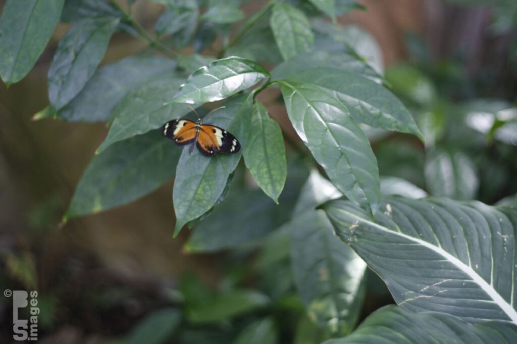 041613MeijerGardensButterflies114LR