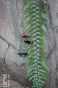 041613MeijerGardensButterflies121LR