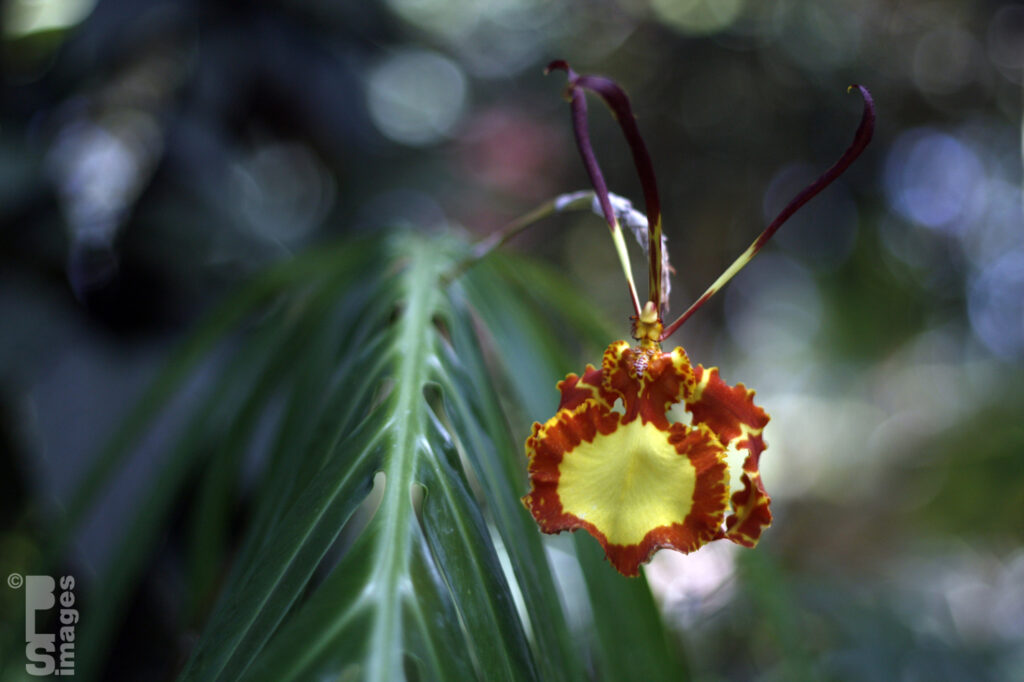 041613MeijerGardensButterflies150LR