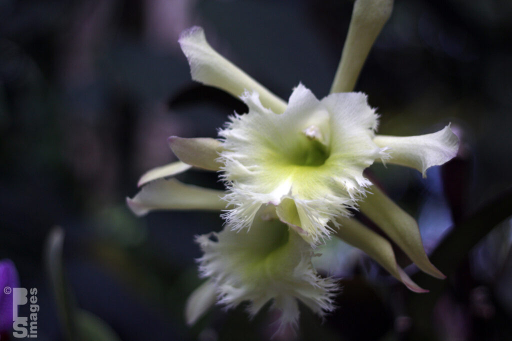 041613MeijerGardensButterflies151LR