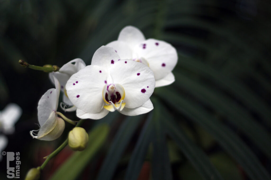 041613MeijerGardensButterflies154LR