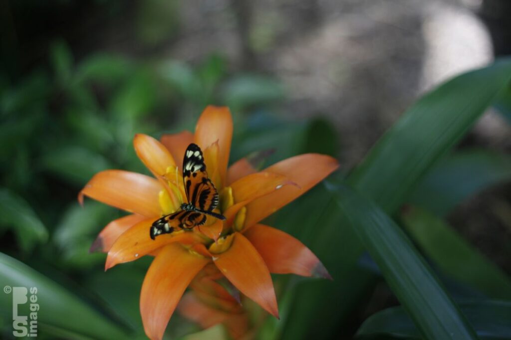 041613MeijerGardensButterflies190LR