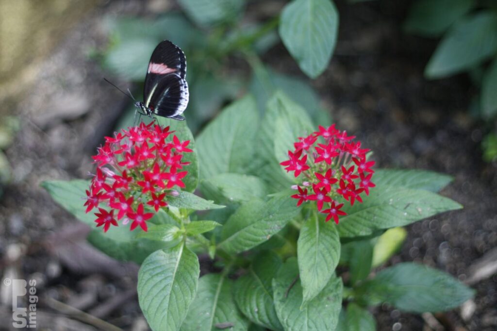 041613MeijerGardensButterflies226LR