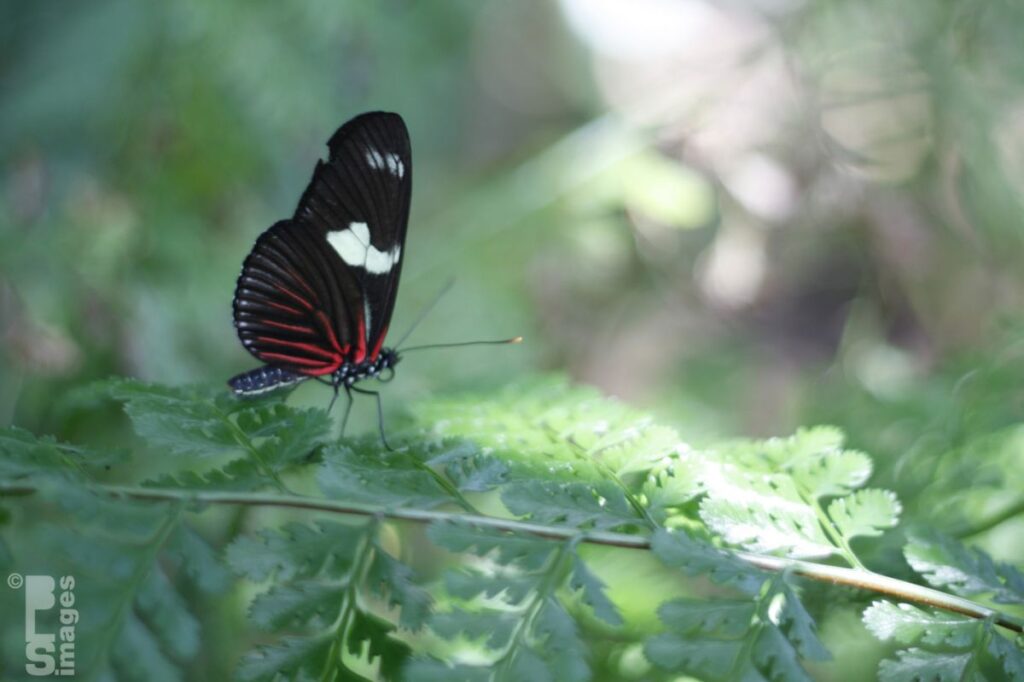 041613MeijerGardensButterflies238LR