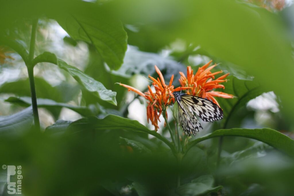 041613MeijerGardensButterflies262LR