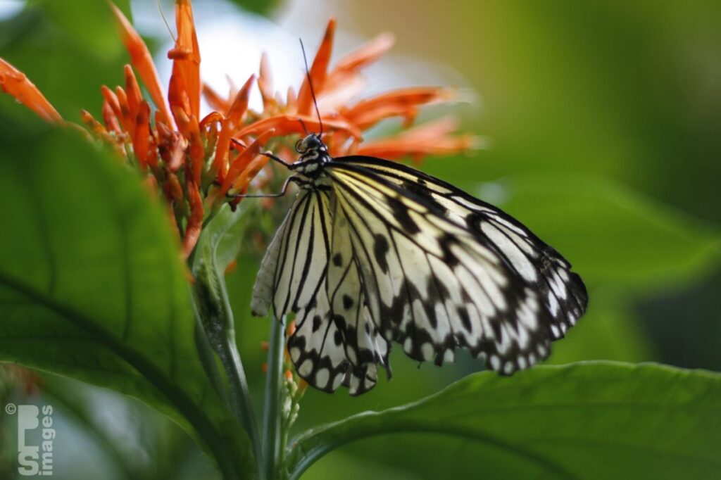 041613MeijerGardensButterflies270LR
