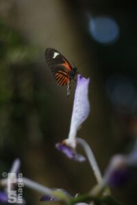041613MeijerGardensButterflies415LR