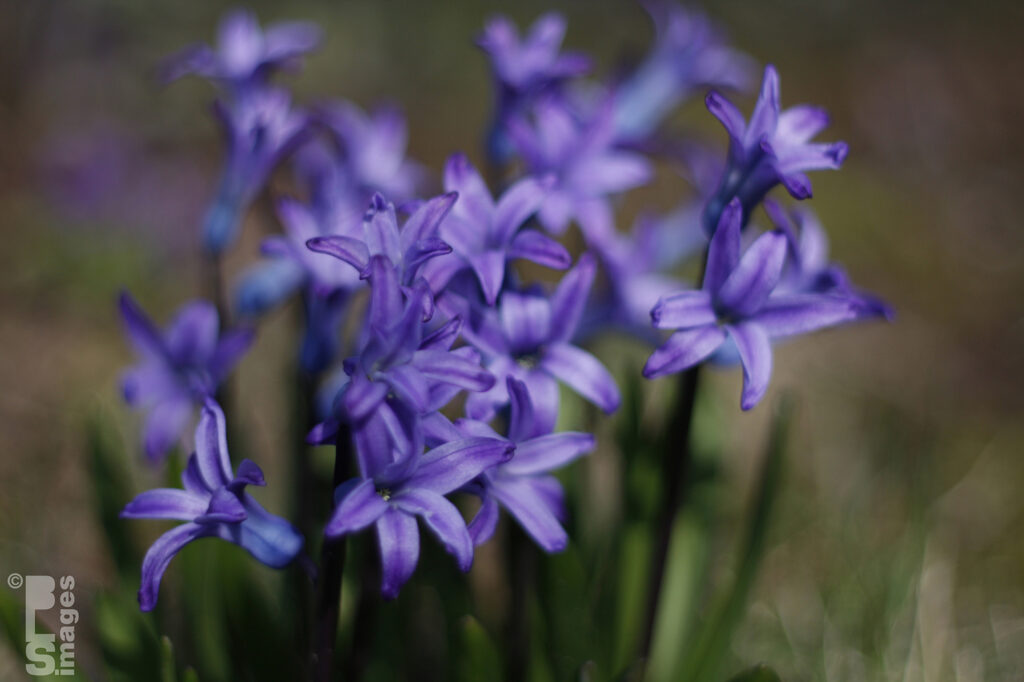 042713FlowersBackyard16LR