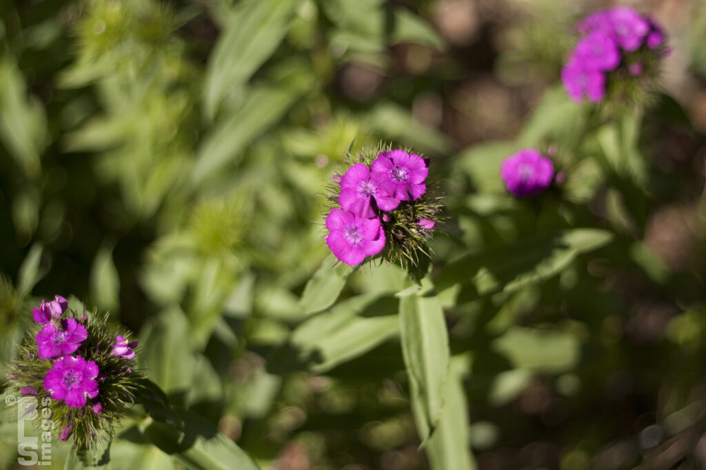 051312Flowers04LR