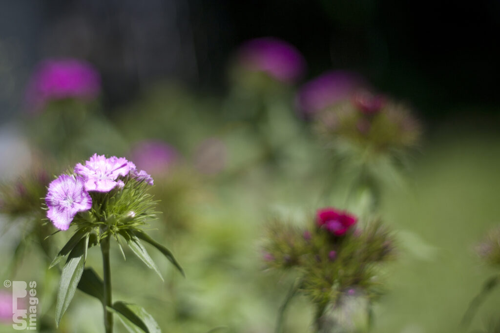 051312Flowers11LR