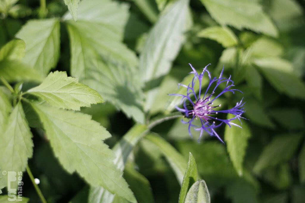 052513Flowers123LR