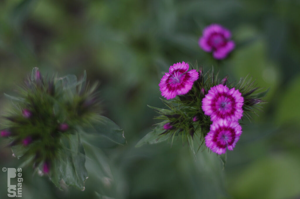 060913Flowers36LR