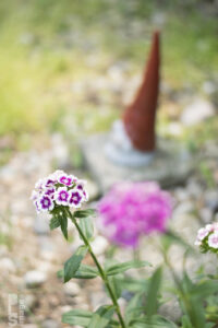 060915Flowers016LR