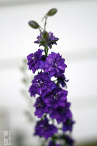 061911Flowers03LR
