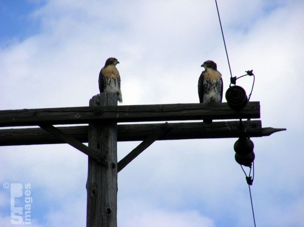 062609Hawks08LR