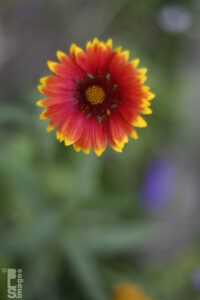 070711FLowers01LR