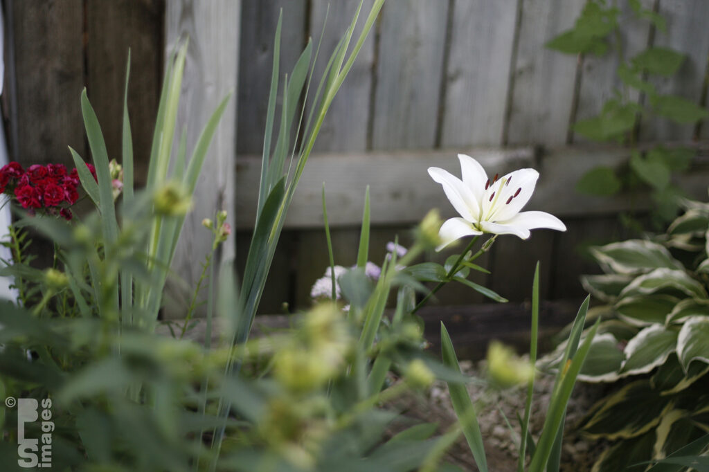 070711FLowers13LR-c23