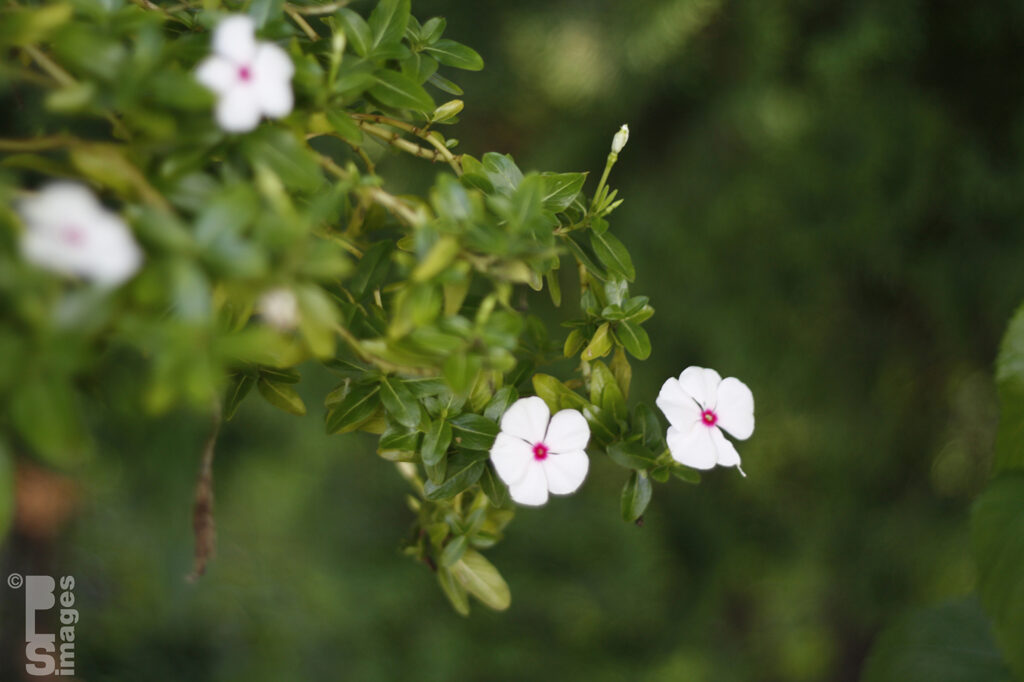 070711FLowers17LR-c17