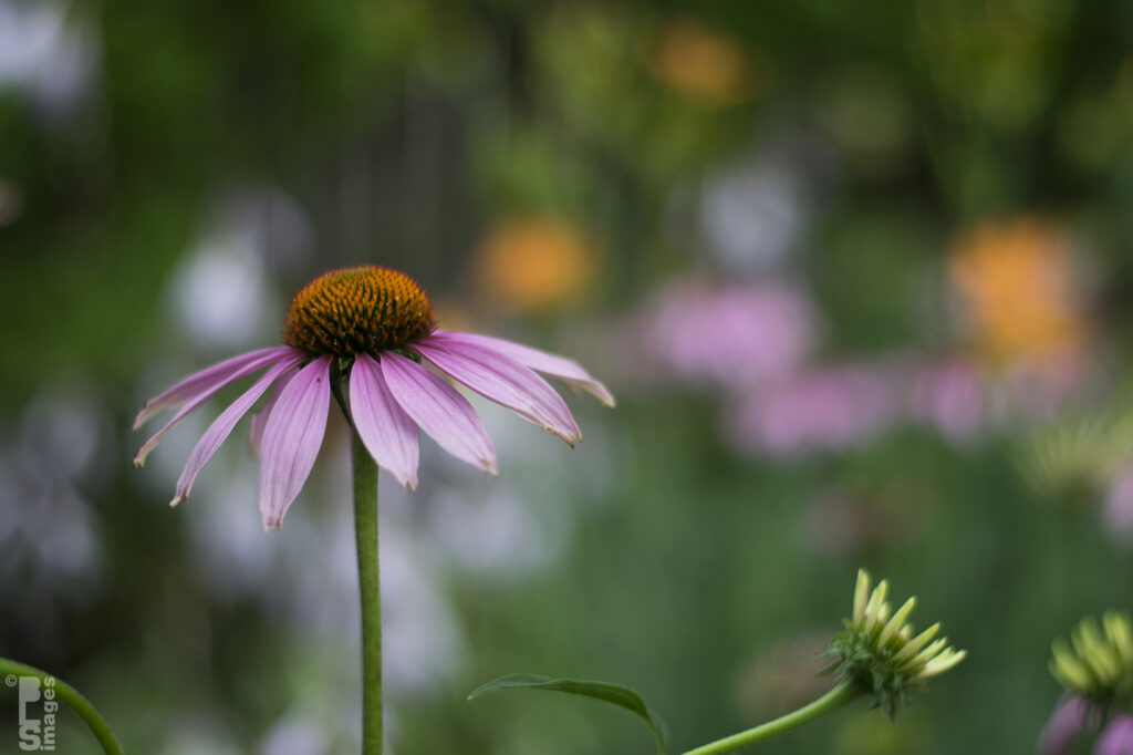 071615Flowers55LR