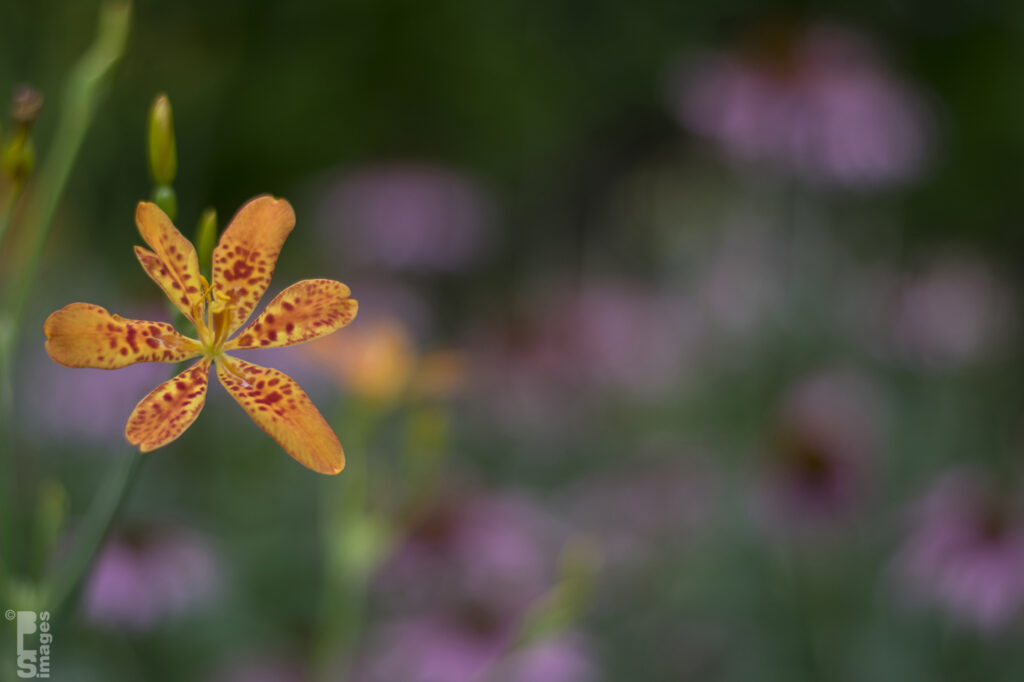 071615Flowers57LR