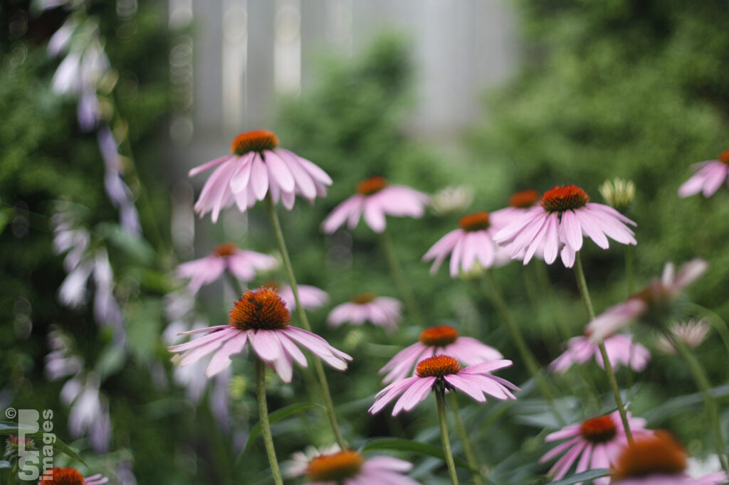 071811Flowers04LR