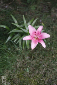 071811Flowers18LR