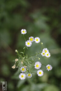 071811Flowers23LR