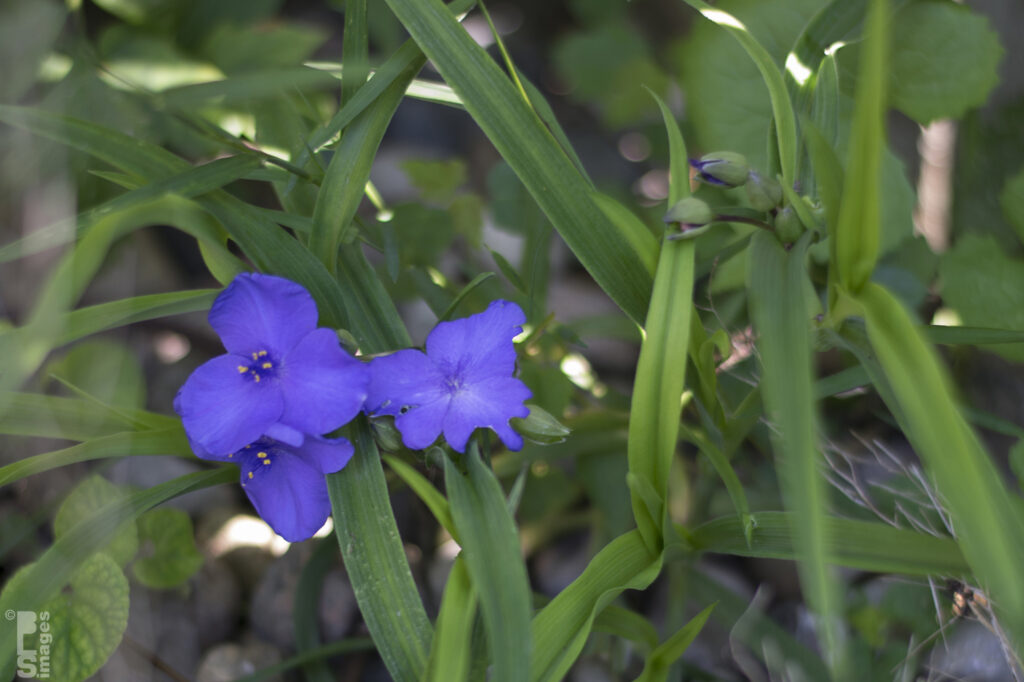 072115Flowers02LR
