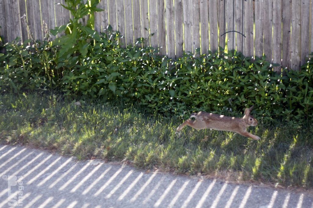 072513FlowersPlantsRabbit16LR