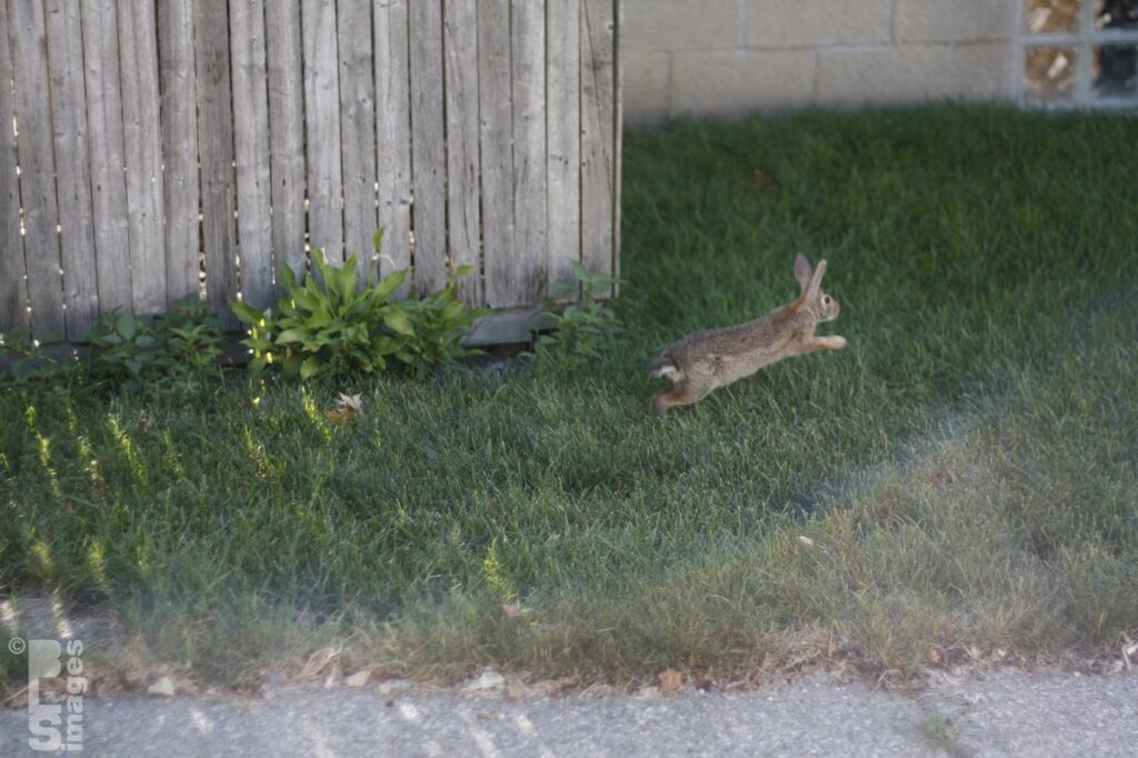 072513FlowersPlantsRabbit17LR