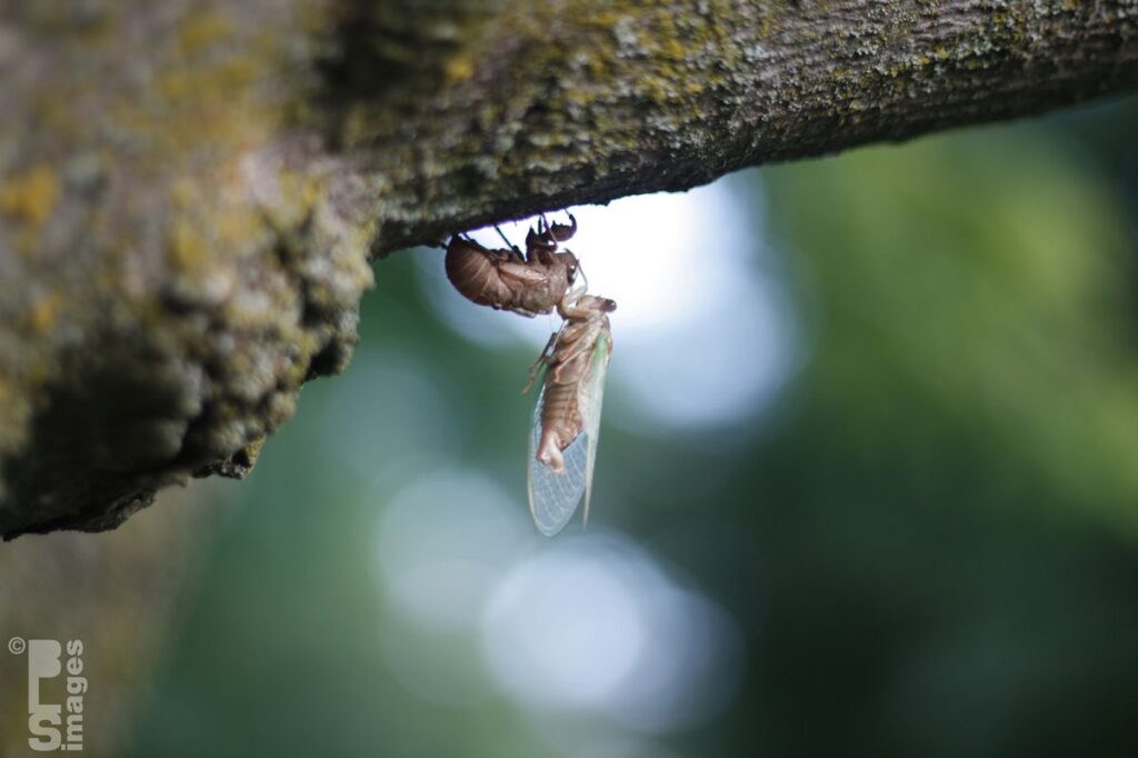 073111Cicada02LR