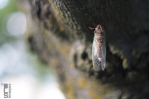073111Cicada10LR