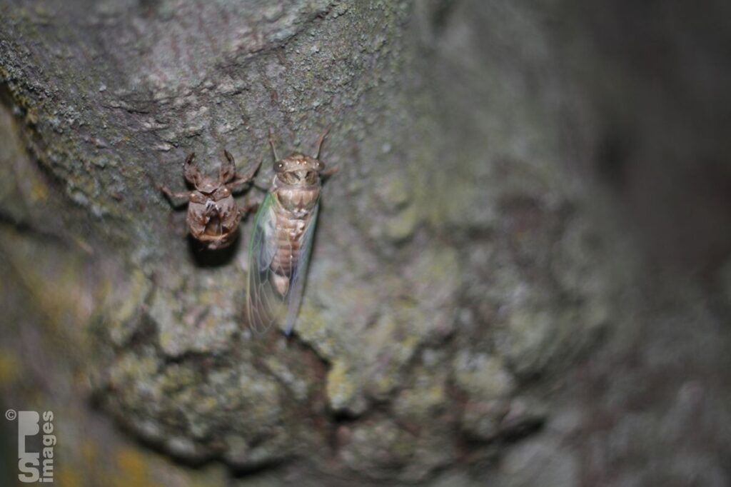 073111Cicada16LR