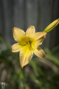 073114YellowLily02LR