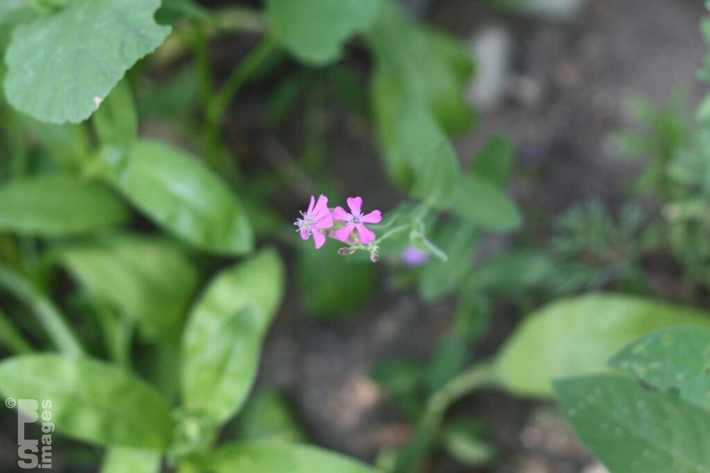 080610Yard034LR