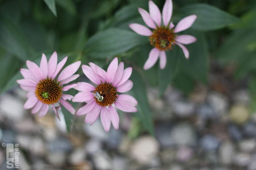 080613Bees_Flowers013LR