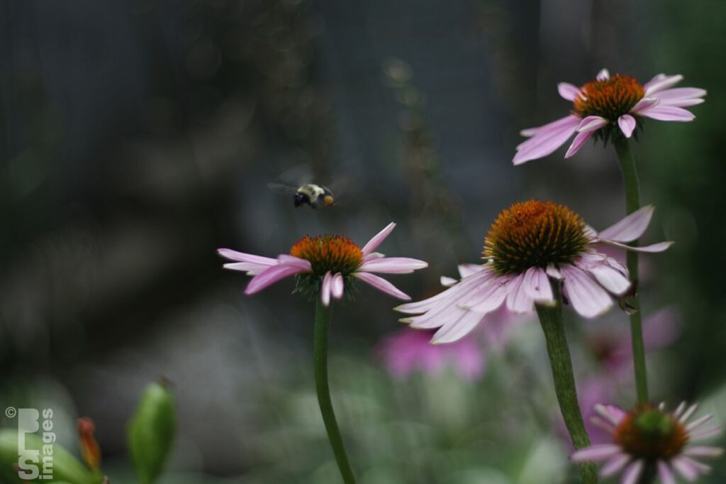 080613Bees_Flowers022LR