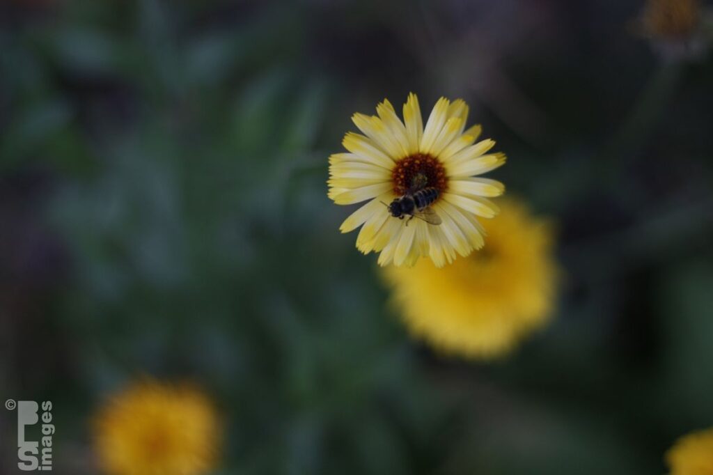 080613Bees_Flowers043LR