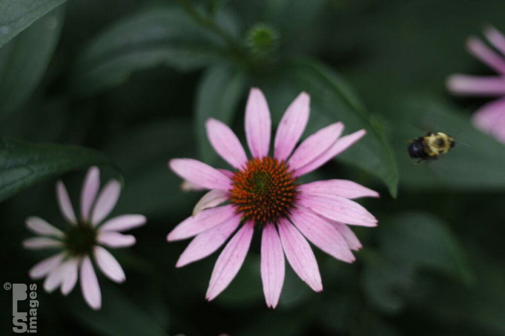 080613Bees_Flowers056LR
