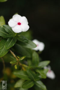 082213FlowersBeesGrapes001LR