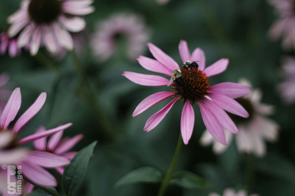 082213FlowersBeesGrapes072LR