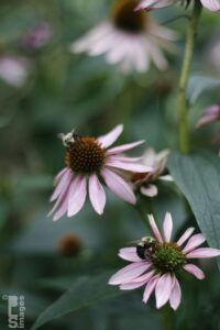 082213FlowersBeesGrapes126LR