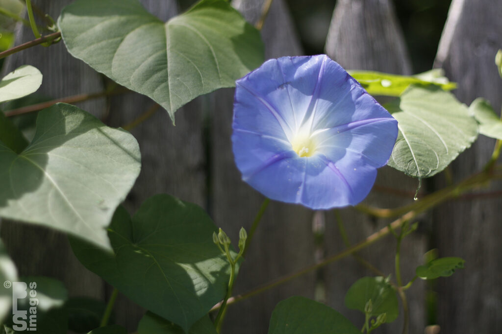 091511MorningGlories006LR