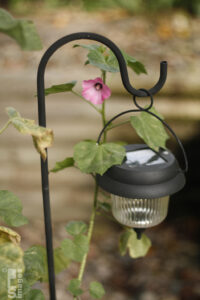 091810Flowers_Grapes014LR