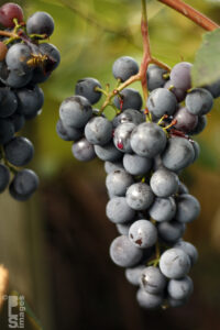 091810Flowers_Grapes022LR